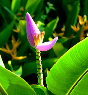 tropical plants in the garden