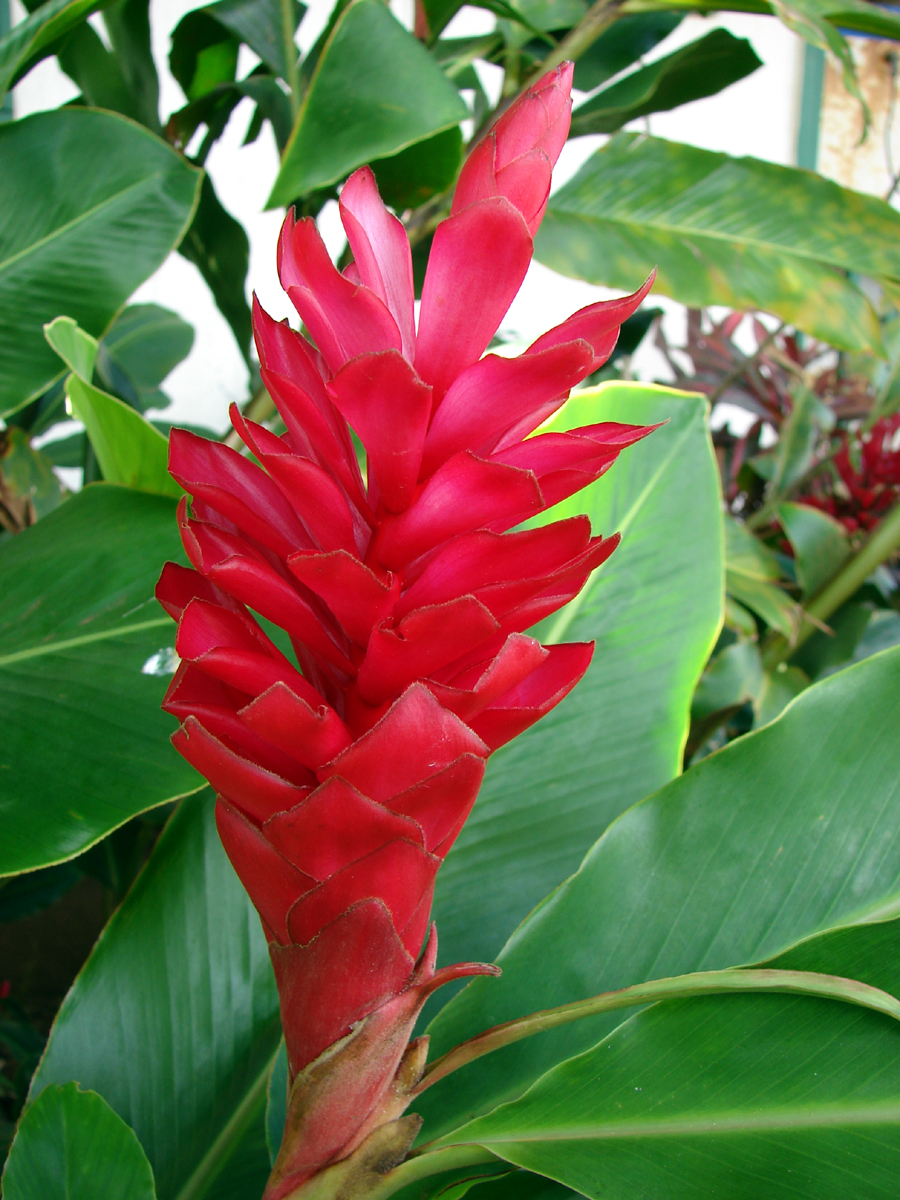 BloomToScoop: Ginger Zingiber officinale