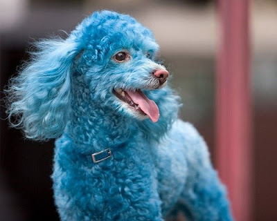 Cotton the Blue Toy Poodle Gallery Pictures