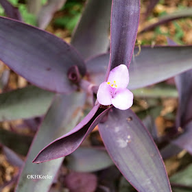 Tradescantia or close relative