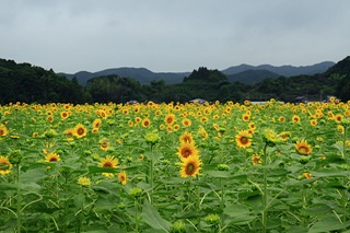 sunf04