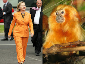 Monkey Hillary Clinton