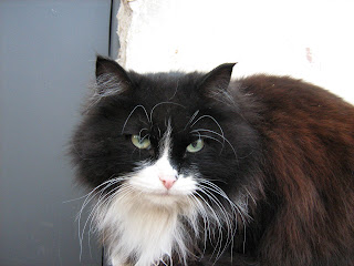 Black and White Street Old Cat