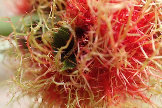 Rose gall on wild rose