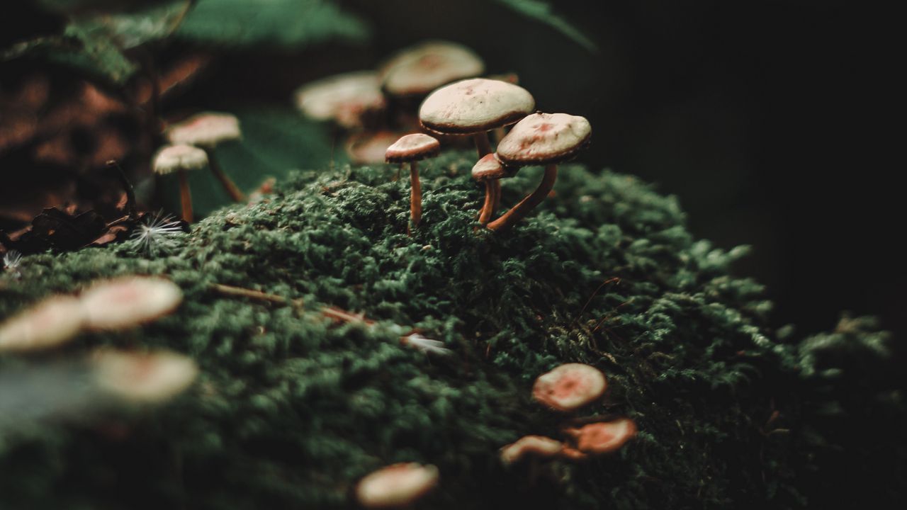 Wallpaper Mushrooms Moss Blur