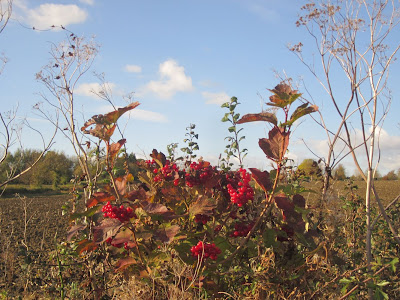 Berries & umbellifers in the hedge