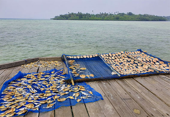 Pulau sawi merupakn salah satu penghasil Ikan asin Berkualitas