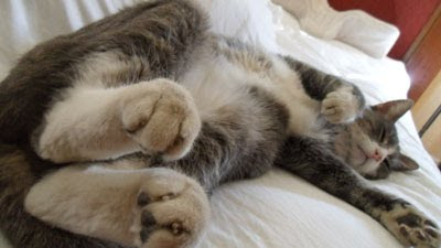 William the Cat's Adorable Bunny Feet