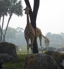 Funny animals of the week - 3 January 2014 (40 pics), hiding giraffe