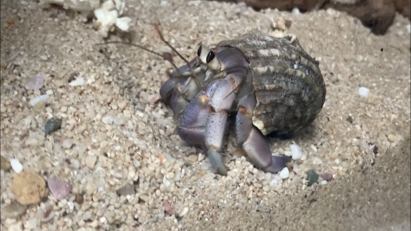 新 オカヤドカリ育成日記 あのオカヤドカリが戻ってきた これは転生か それとも単なる奇遇か モニオの部屋