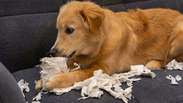 leaving a Golden Retriever alone