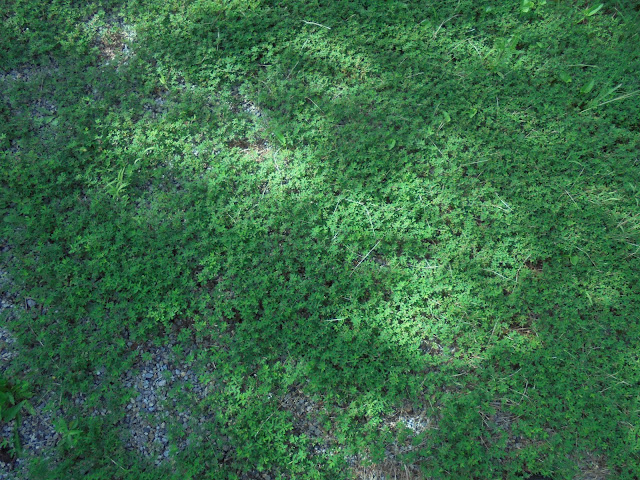 淀江小学校の公園で草が一面に生えていて美しかったです