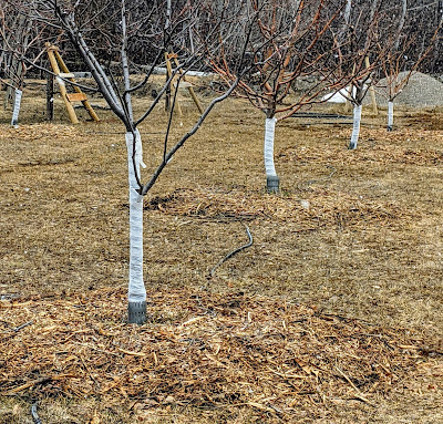 Wood Mulch Around Apple Trees