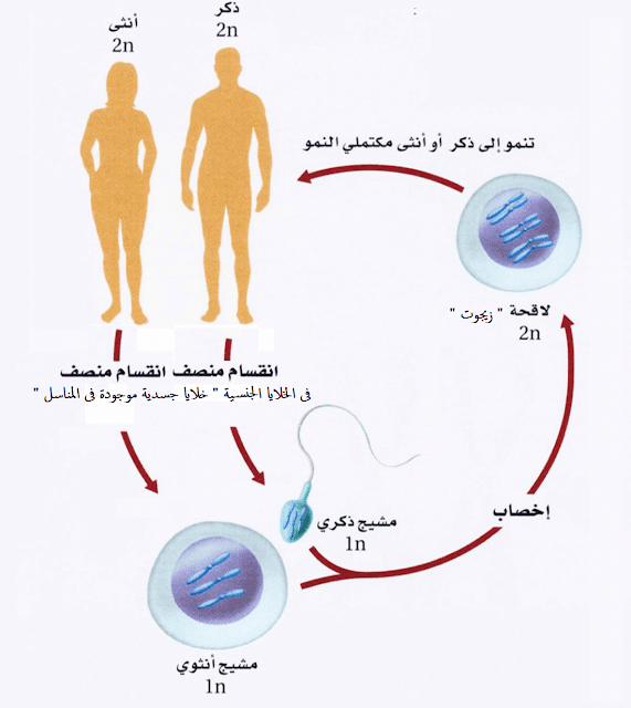 التكاثر - الإخصاب