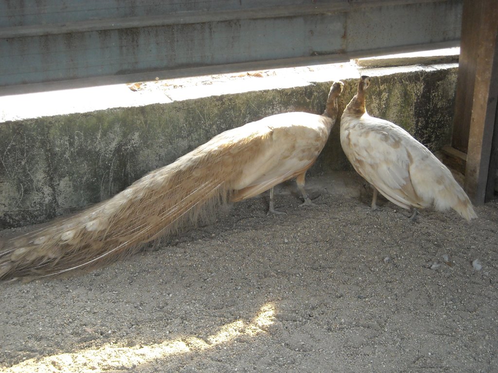 My Peacock Farm Peach Peafowl