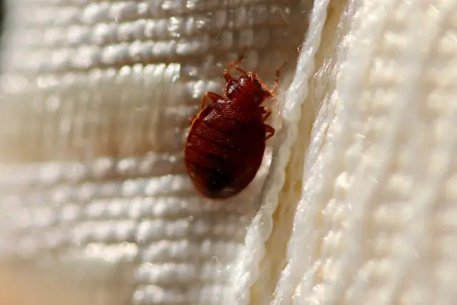 can-bed-bugs-lay-eggs-in-curtains