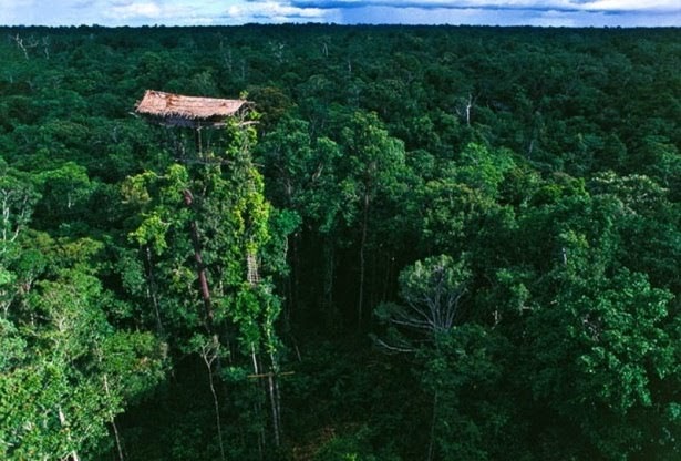 Suku Korowai Papua Dan Rumah Pohon Terunik Di Dunia - Raja 