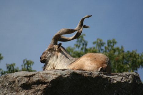 Beautiful,cute,brown,white markhor  is sitting in hill,wallpapers,pictures,images  