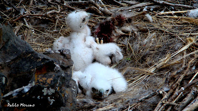 alt="aguila mora,Geranoaetus melanoleucus,aves rapaces de Mendoza,aves de Mendoza"