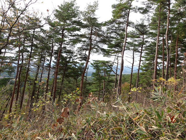 グランソール大山希望ヶ丘 別荘地の道からの眺望