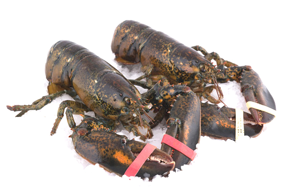 lobster farming, commercial lobster farming, lobster farming business, how to start lobster farming business, advantages of lobster farming, how to start lobster farming, feeding lobster, breeding lobster, lobster harvesting, lobster farming yield