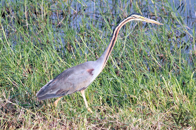 Purple Heron