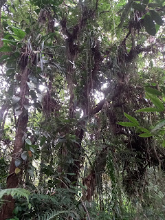 Baum mit Aufsitzerpflanzen im Atlantischen Regenwald