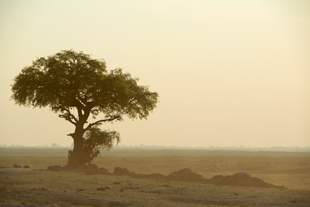 Chobe National Park, Botswana - Kim Jay Photography