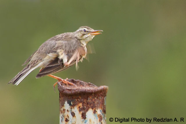 Paddyfield Pipit (Anthus rufulus)- scratching