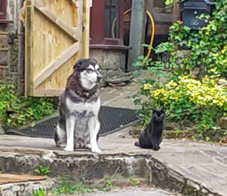 The Writer's Pet: The dog and one of the cats of bestselling author Roz Watkins