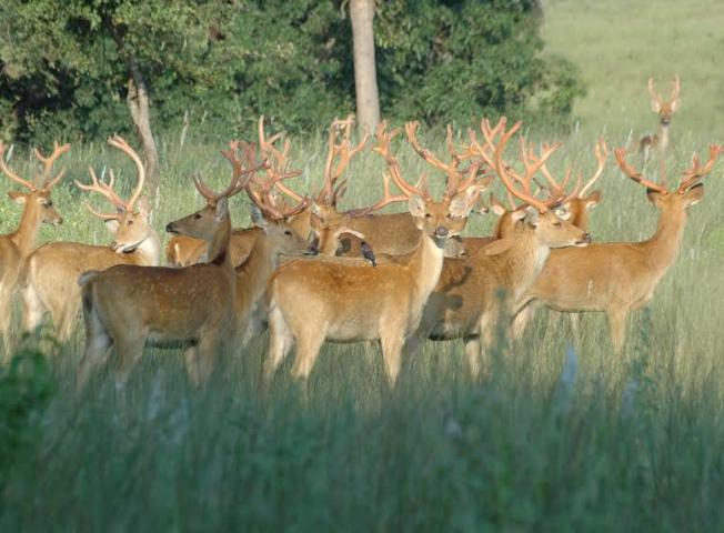 Barasingha in Kanha National park