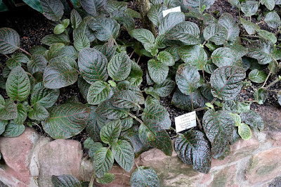 Fittonia gigantea - Giant Leaved Nerve Plant care and culture