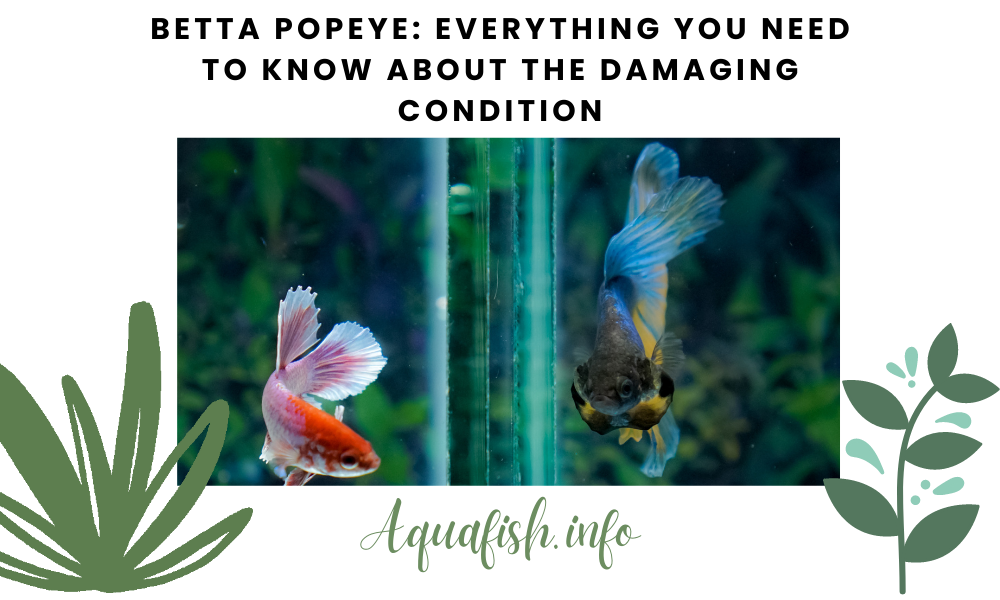 Betta Popeye: Everything You Need to Know About the Damaging Condition