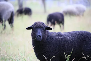 Las llamadas 'Ovejas Negras' de la familia