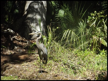 Wekiwa Springs State Park (71)