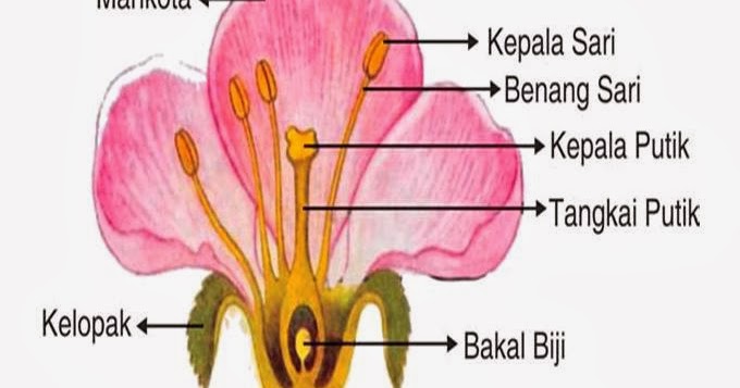 Morfologi bunga ~ Bagian Pada Bunga