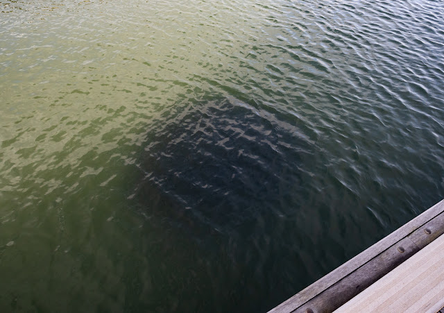 Photo of the black mass that we could see in the water at Maryport Marina