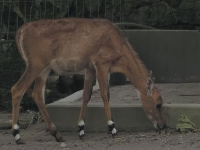 foto nilgai antelope 04