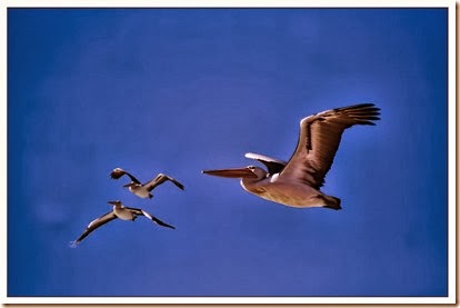 birds