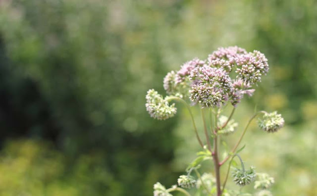 Joe-Pye Weed Flowers