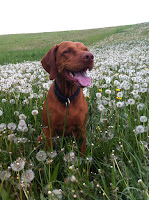 Magyar Vizsla in der Pusteblumenwiese