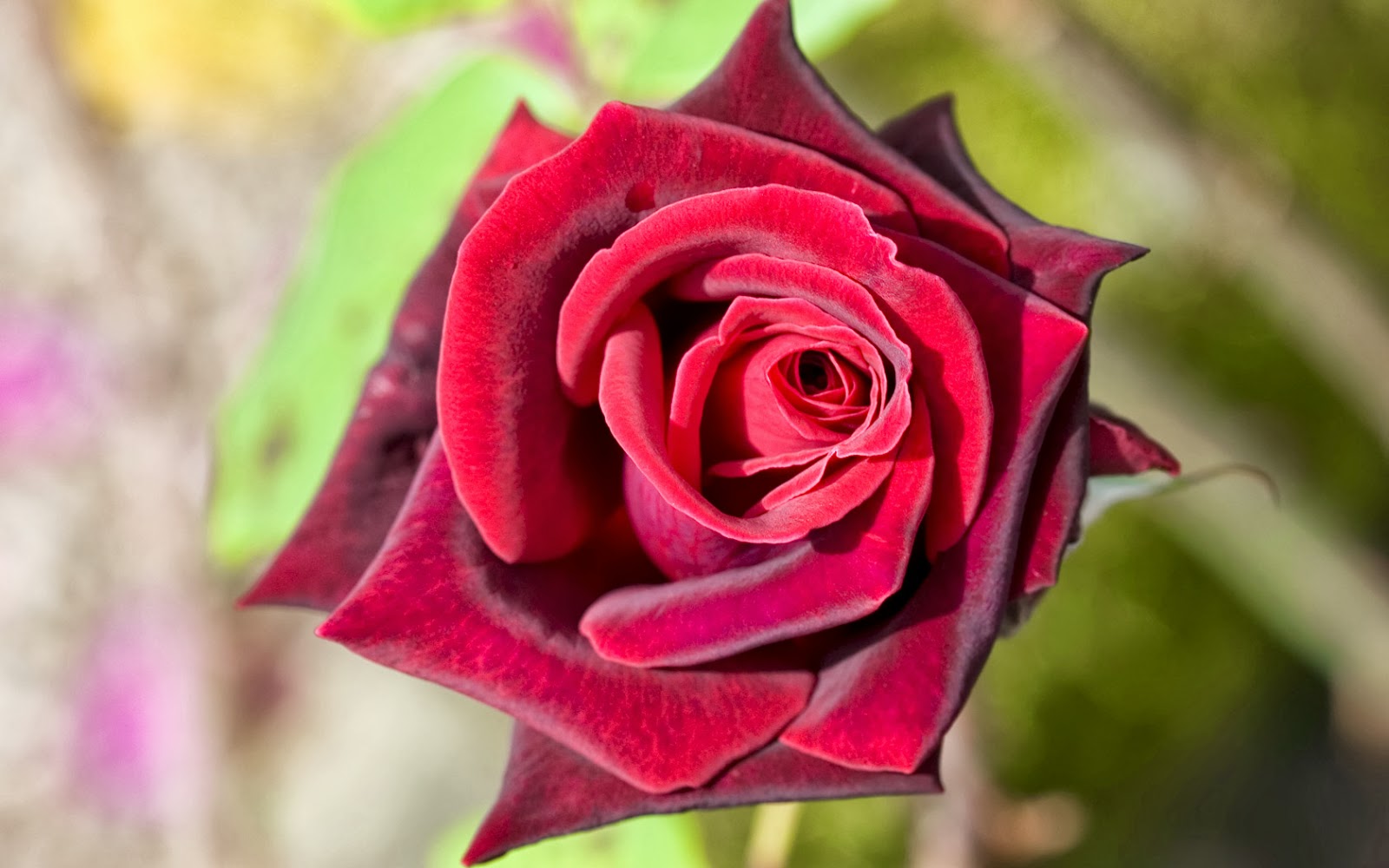 flowers for flower lovers.: Rose HD desktop wallpapers.