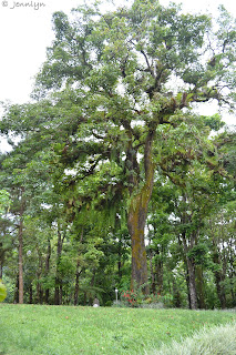 tallest tree on the mountain