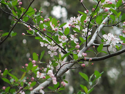 southern magnolia tree facts. Southern Crabapple Tree