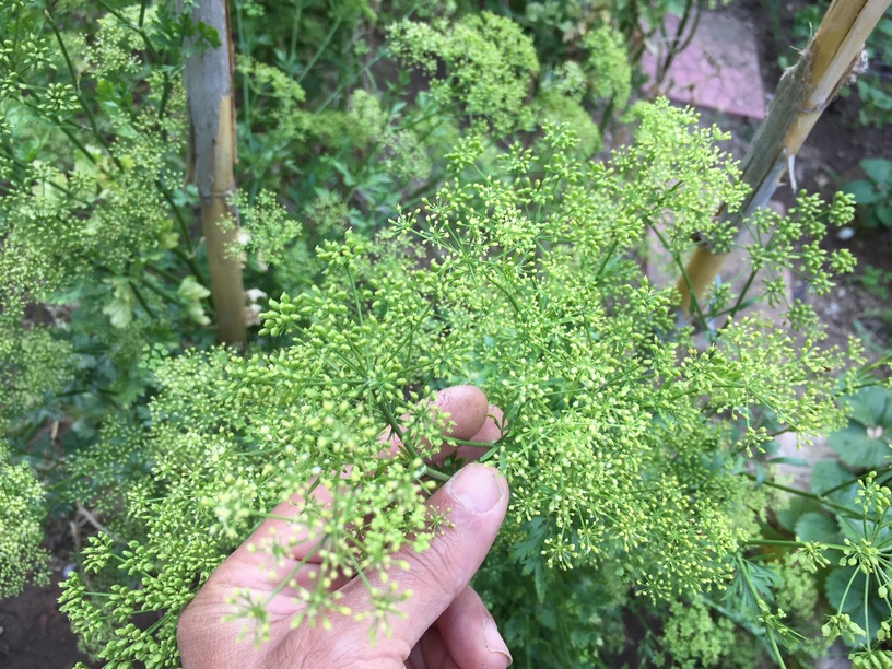 In the second year parsley grows a flowering stem to 75 cm tall with sparser leaves and flat-topped 3-10 cm diameter umbels with numerous 2 mm diameter yellow to yellowish-green flowers.