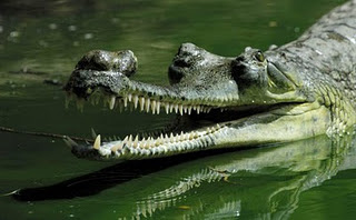 ”Gharial”