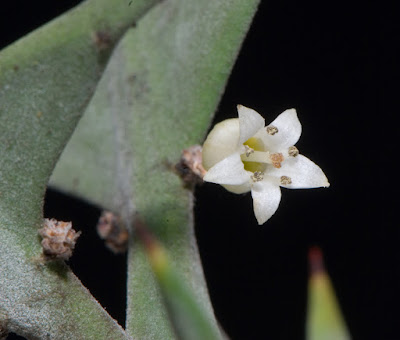 flores de Buenos aires