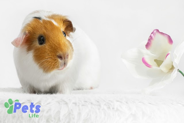  Ultimate Guide: How to Care for Guinea Pigs - 10 Vital Tips Revealed