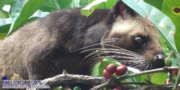 Kopi Luwak Bali