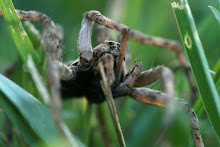 Insects